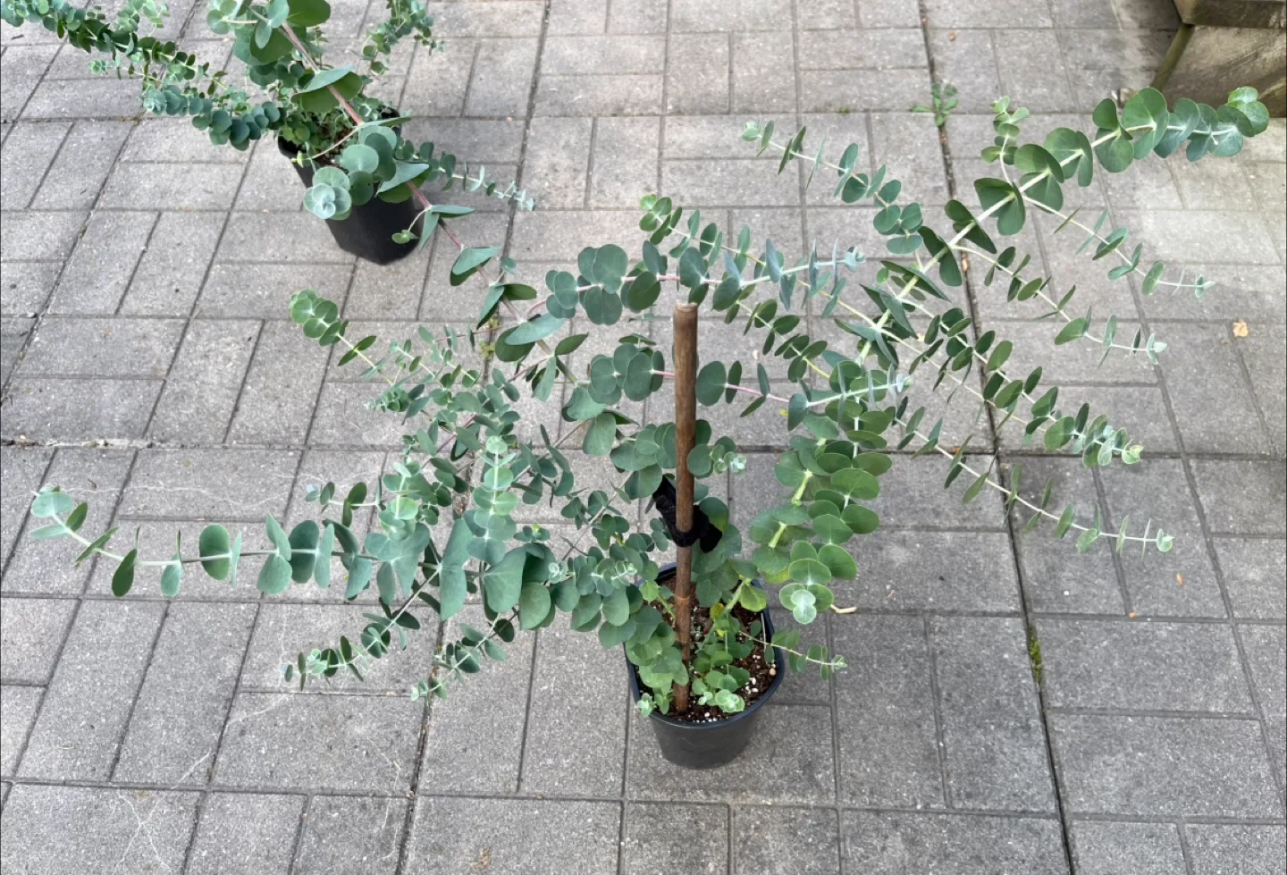 Healthy Eucalyptus Plant/Silver Dollar in 6” pot $25 each thumbnail