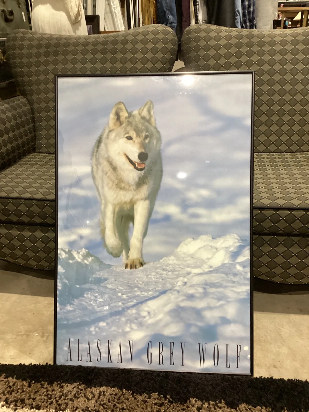 Alaskan Grey Wolf Framed Print thumbnail