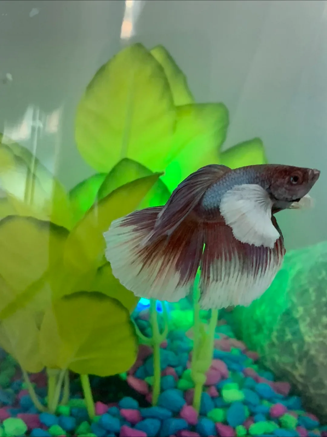 Betta Fish Tank Kit (fish not included!) image indicator(7)