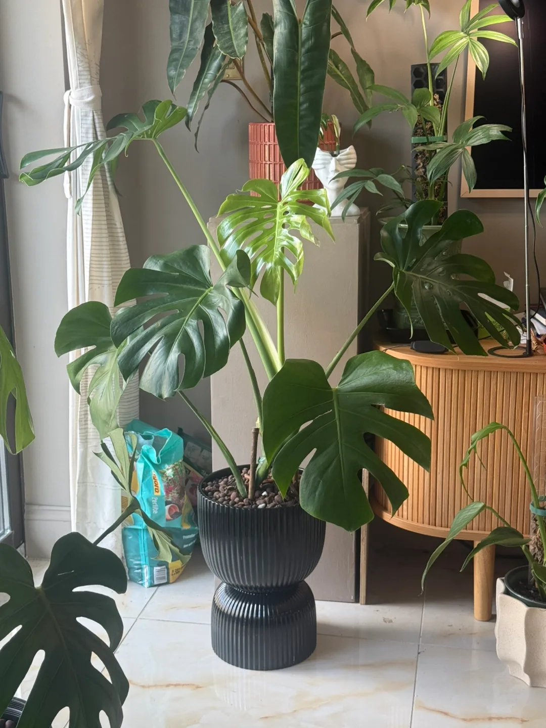 Monstera Deliciosa Plant thumbnail