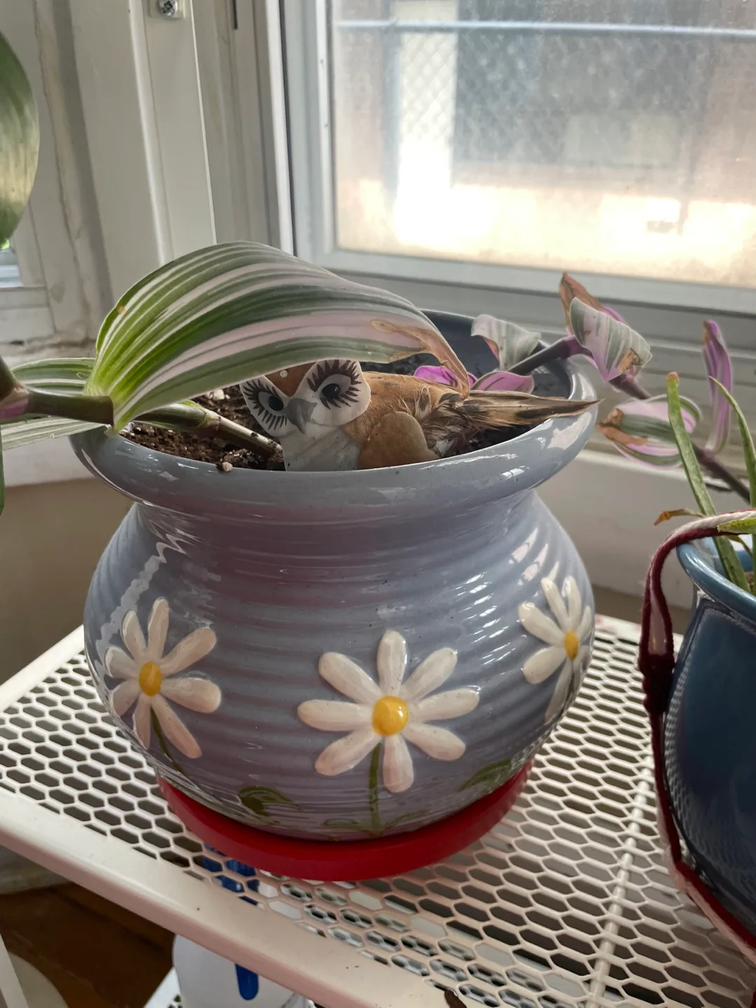 Flower Pot Tradescantia Plant thumbnail