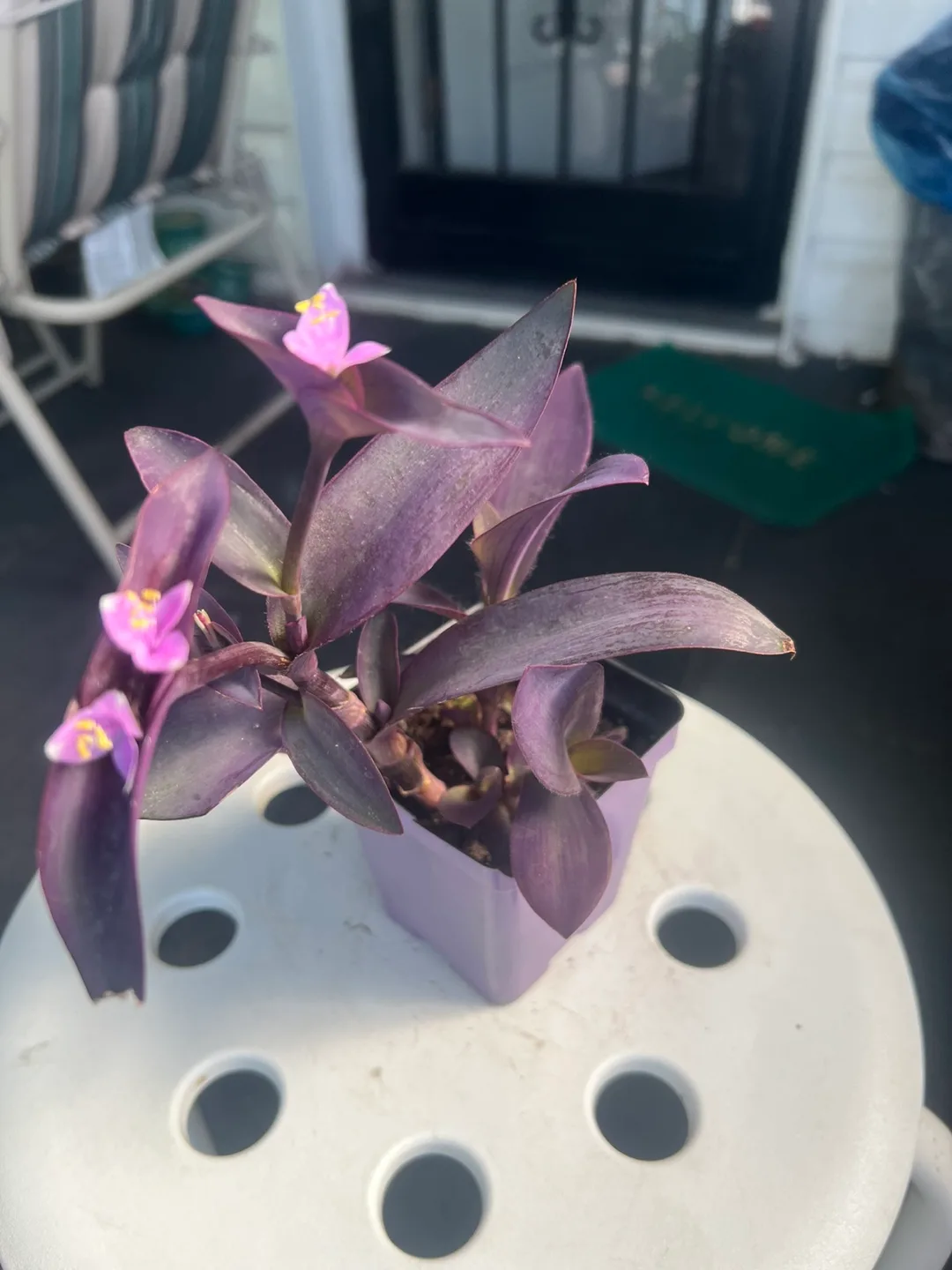 Purple Heart Plant with flowers thumbnail