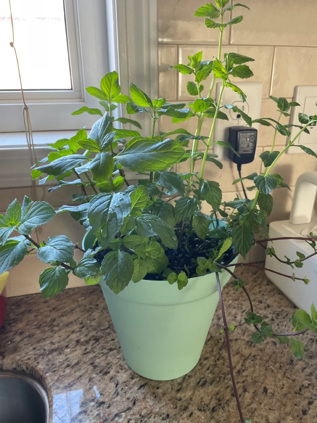 Fresh Potted Mint Plant thumbnail