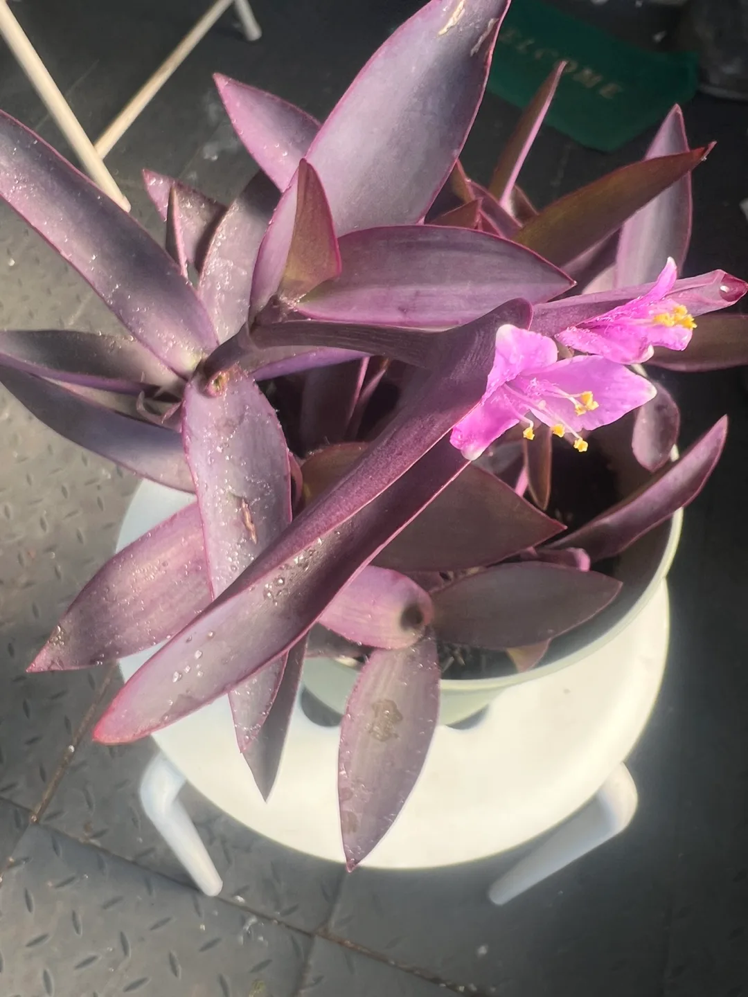 Purple Heart Plant with flowers in pot thumbnail