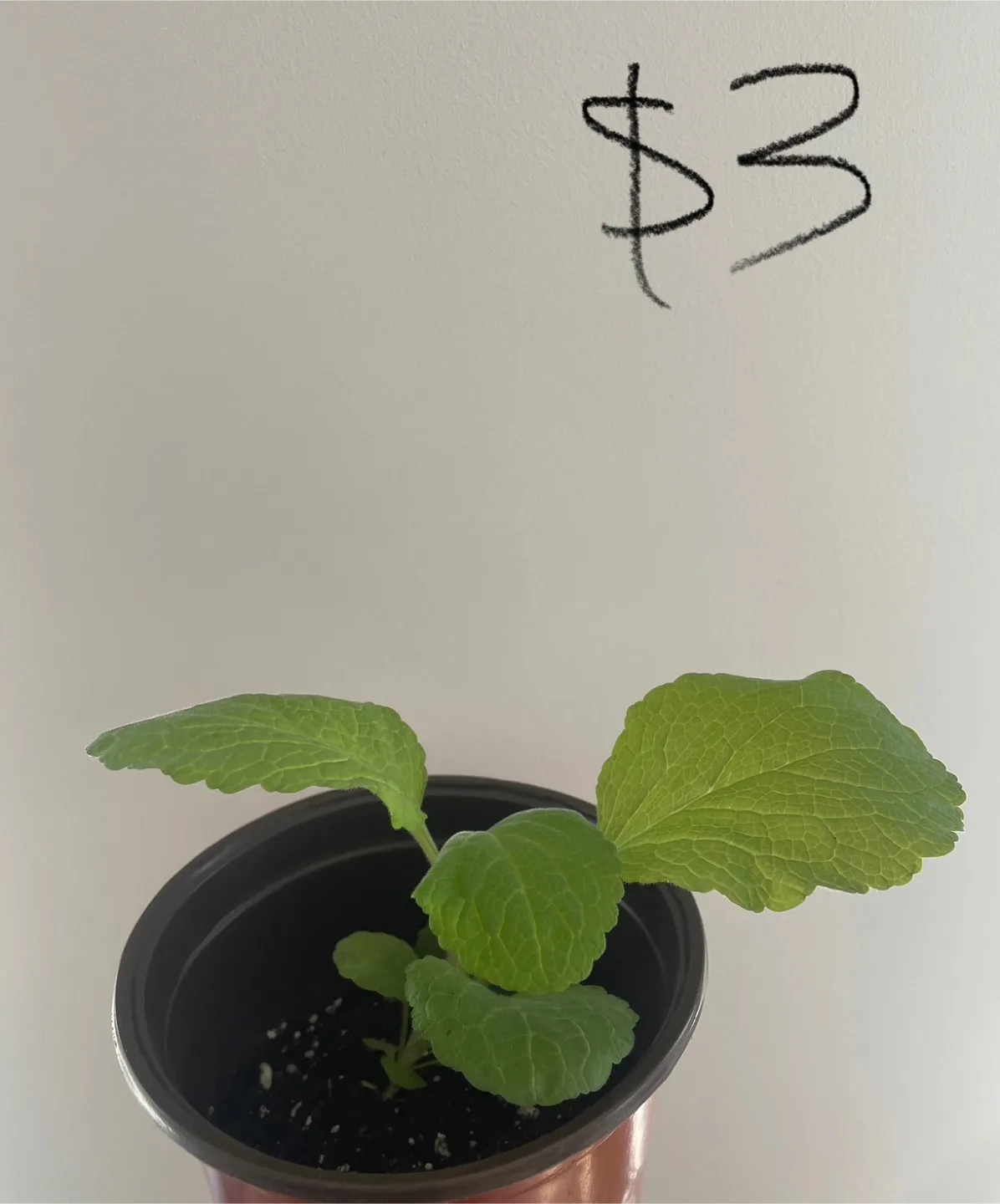 Foxglove seedlings - discounts for buying more thumbnail