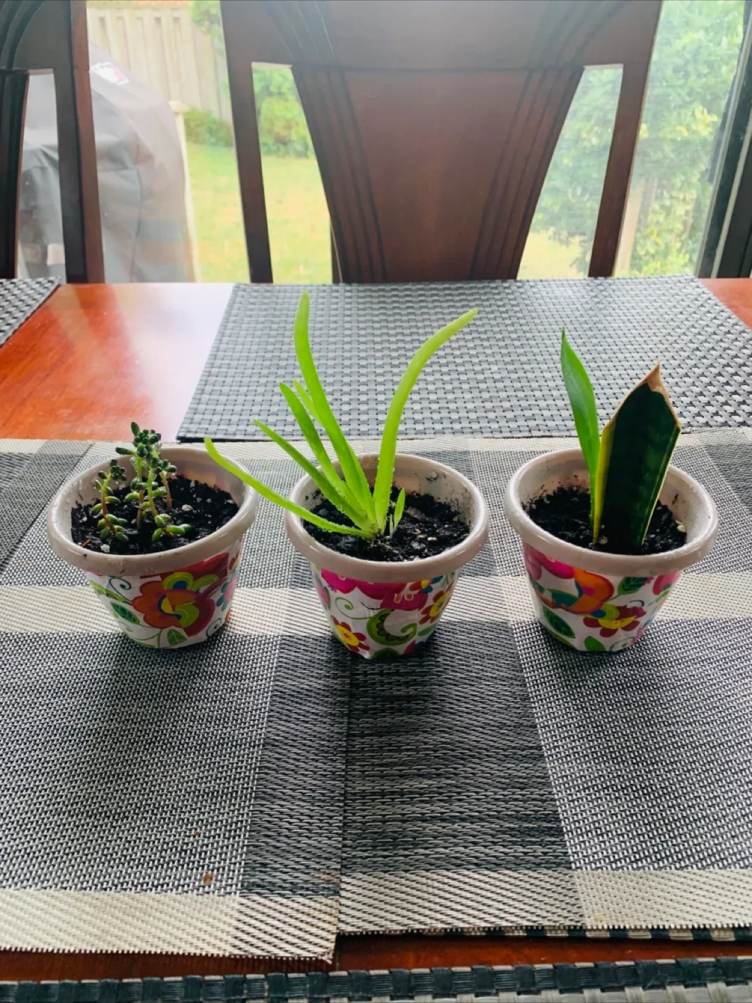 Succulent TRIO SET: Jelly Bean Sedum, Aloe Vera, Snake Plant thumbnail