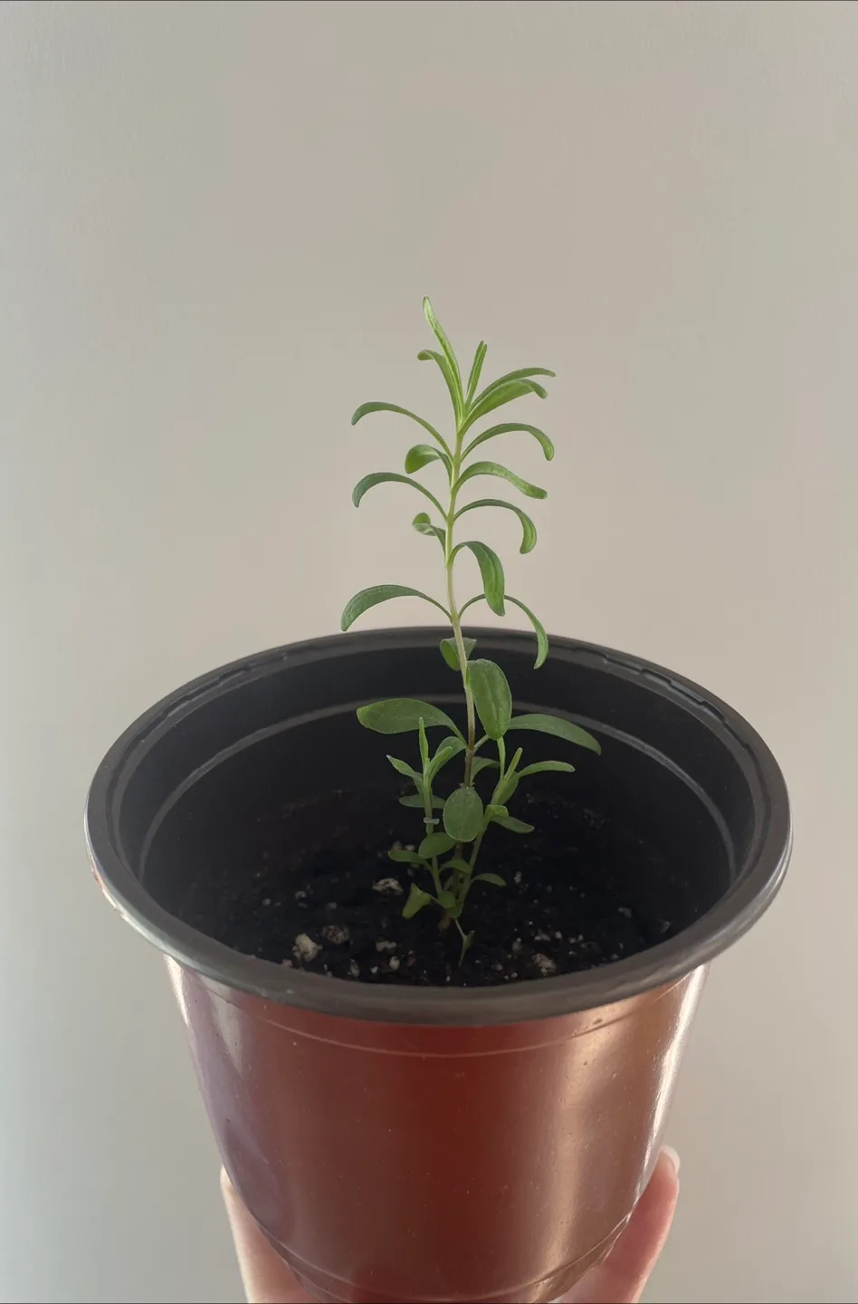 Lavender Seedling with new growth! thumbnail