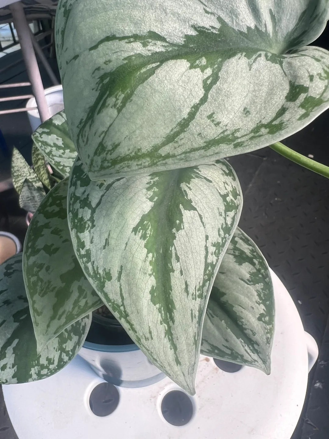 Scindapsus Exotica  with ceramic pot thumbnail
