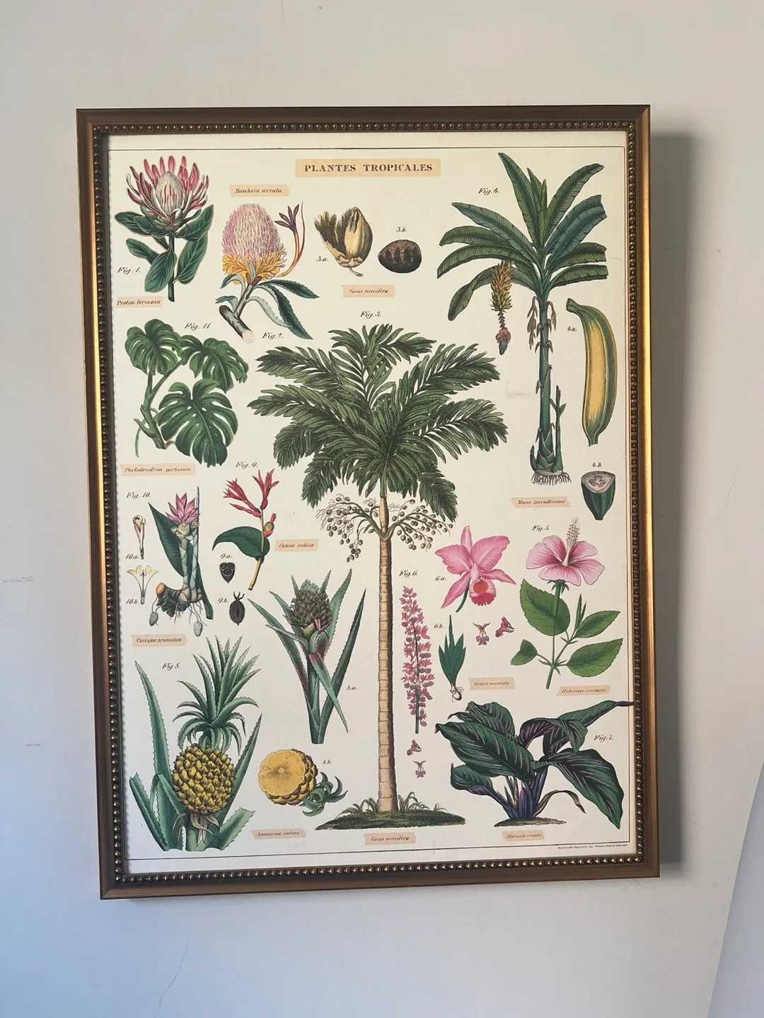 Framed Tropical Plants Print thumbnail