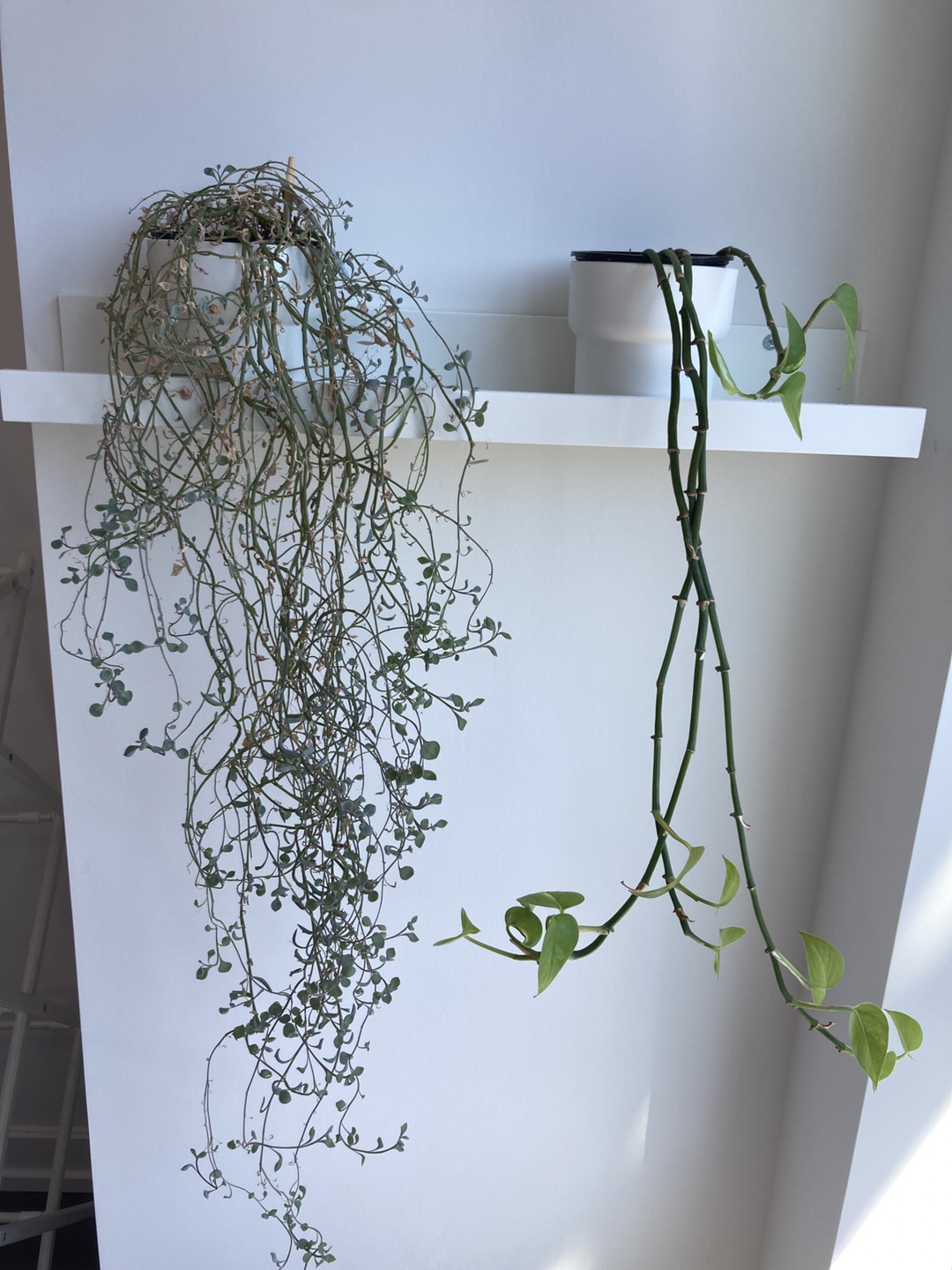 Potted Trailing Plants