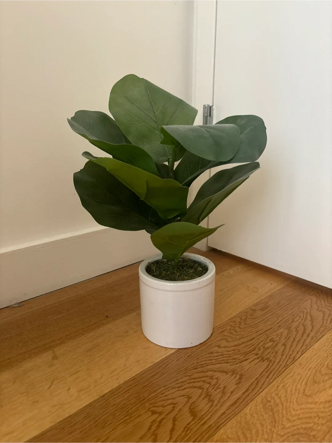 Faux Fiddle Leaf Fig Plant thumbnail
