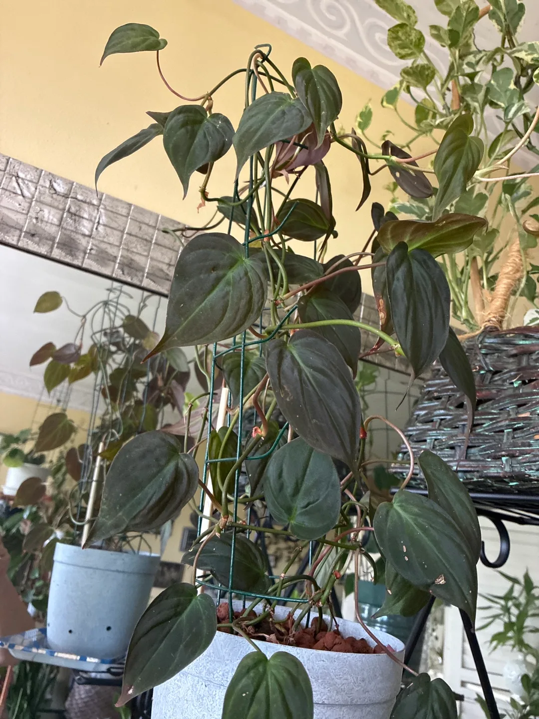 Philodendron Micans Plant image indicator(4)