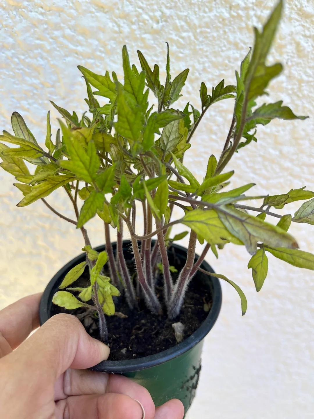 Organic heritage Tomato Plant Seedlings thumbnail