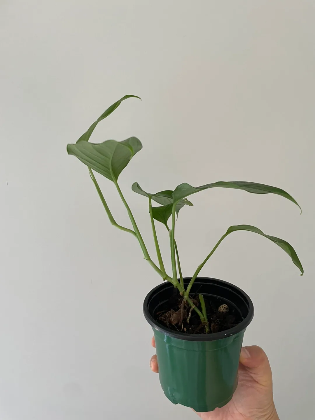 🌿 Philodendron Long Tail (Longilobatum-type) image indicator(6)