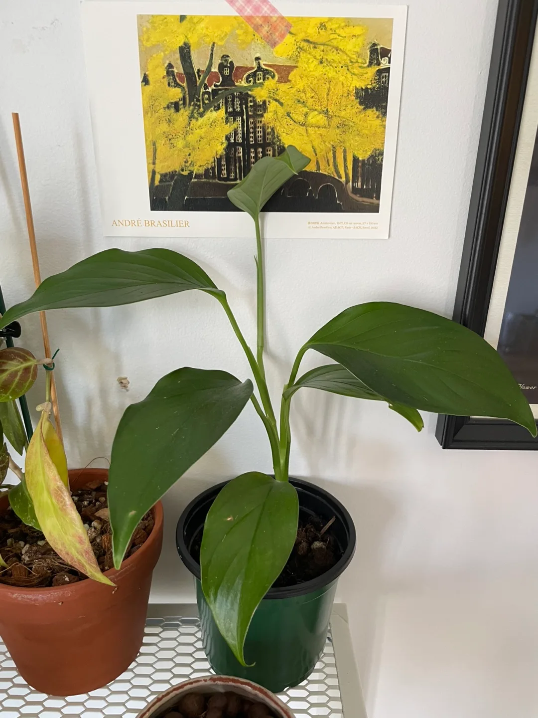 🌿 Philodendron Long Tail (Longilobatum-type) image indicator(2)