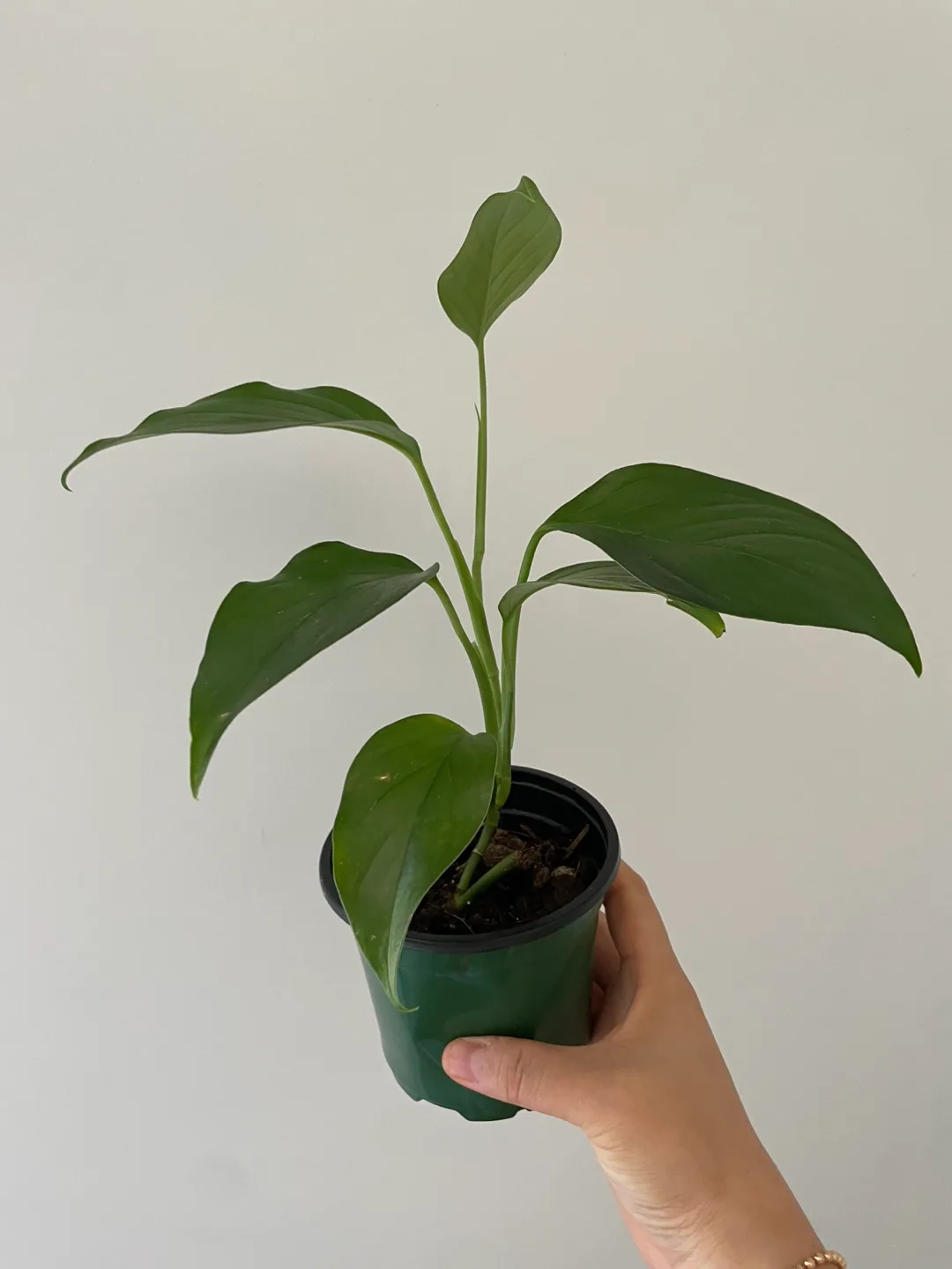 🌿 Philodendron Long Tail (Longilobatum-type) image indicator(3)