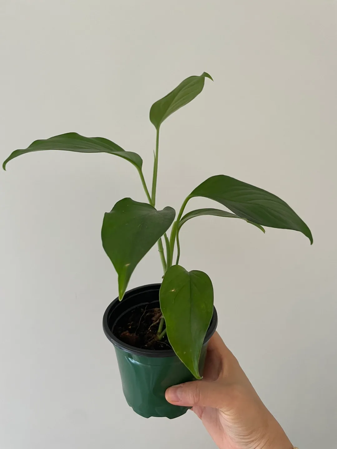 🌿 Philodendron Long Tail (Longilobatum-type) image indicator(4)