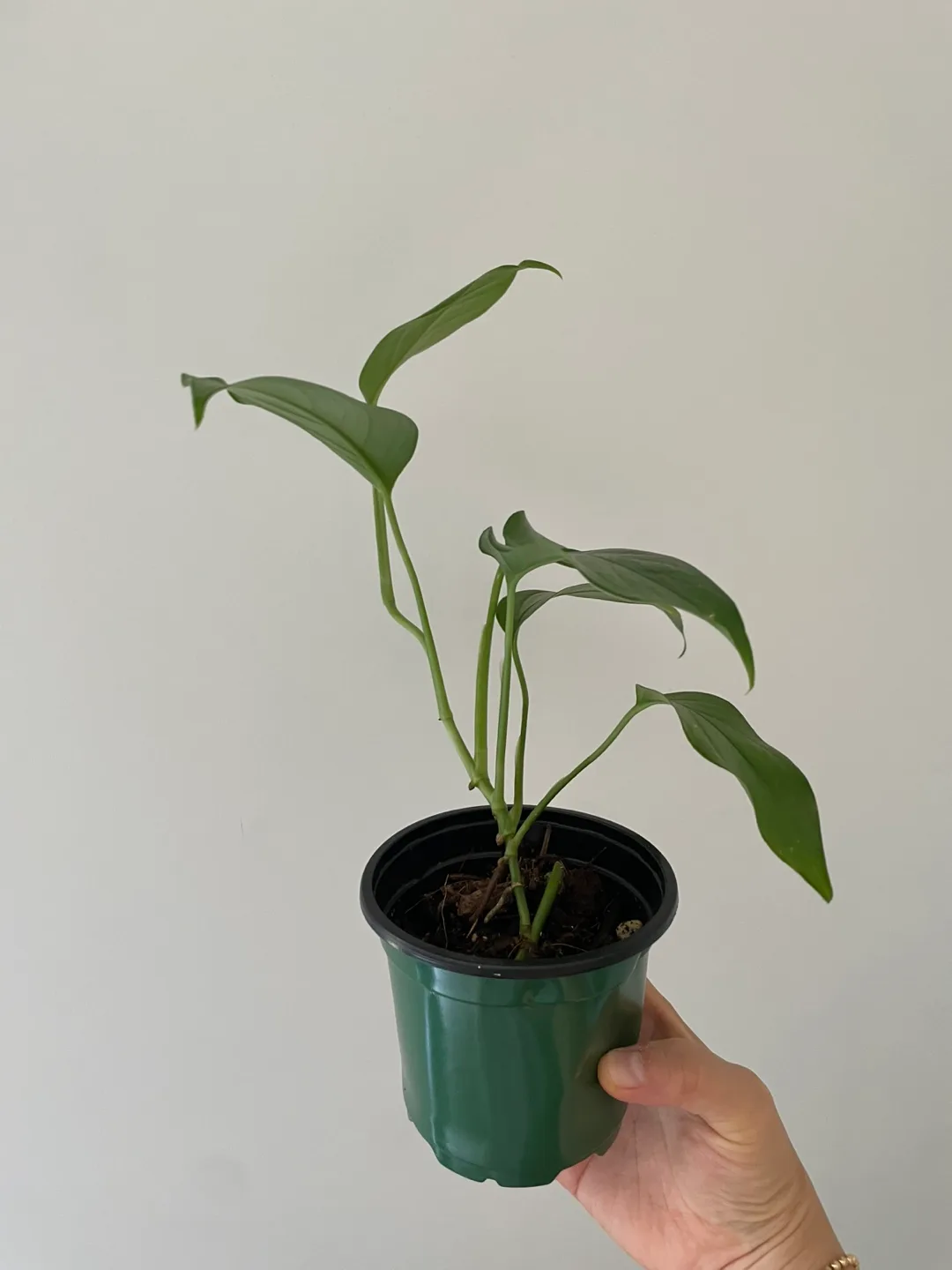 🌿 Philodendron Long Tail (Longilobatum-type) image indicator(5)