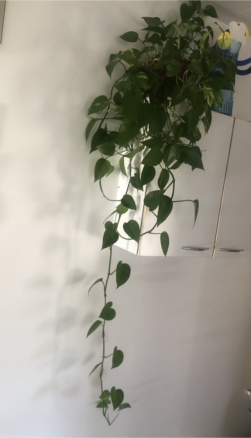 Pothos Plants💚 - photo 2