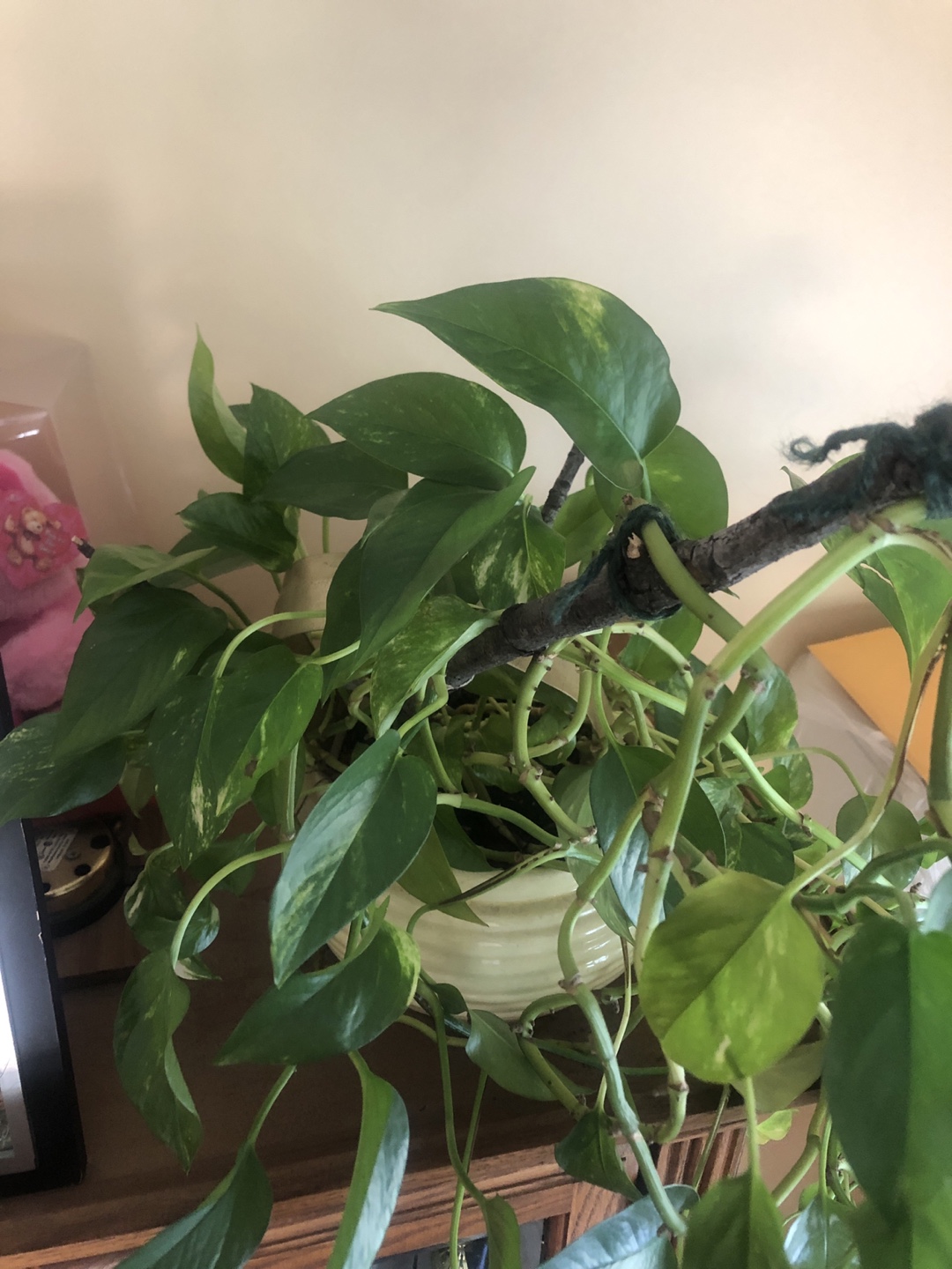 Pothos Plants💚 - photo 4
