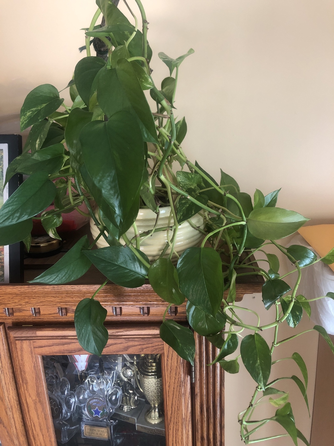 Pothos Plants💚 - photo 3
