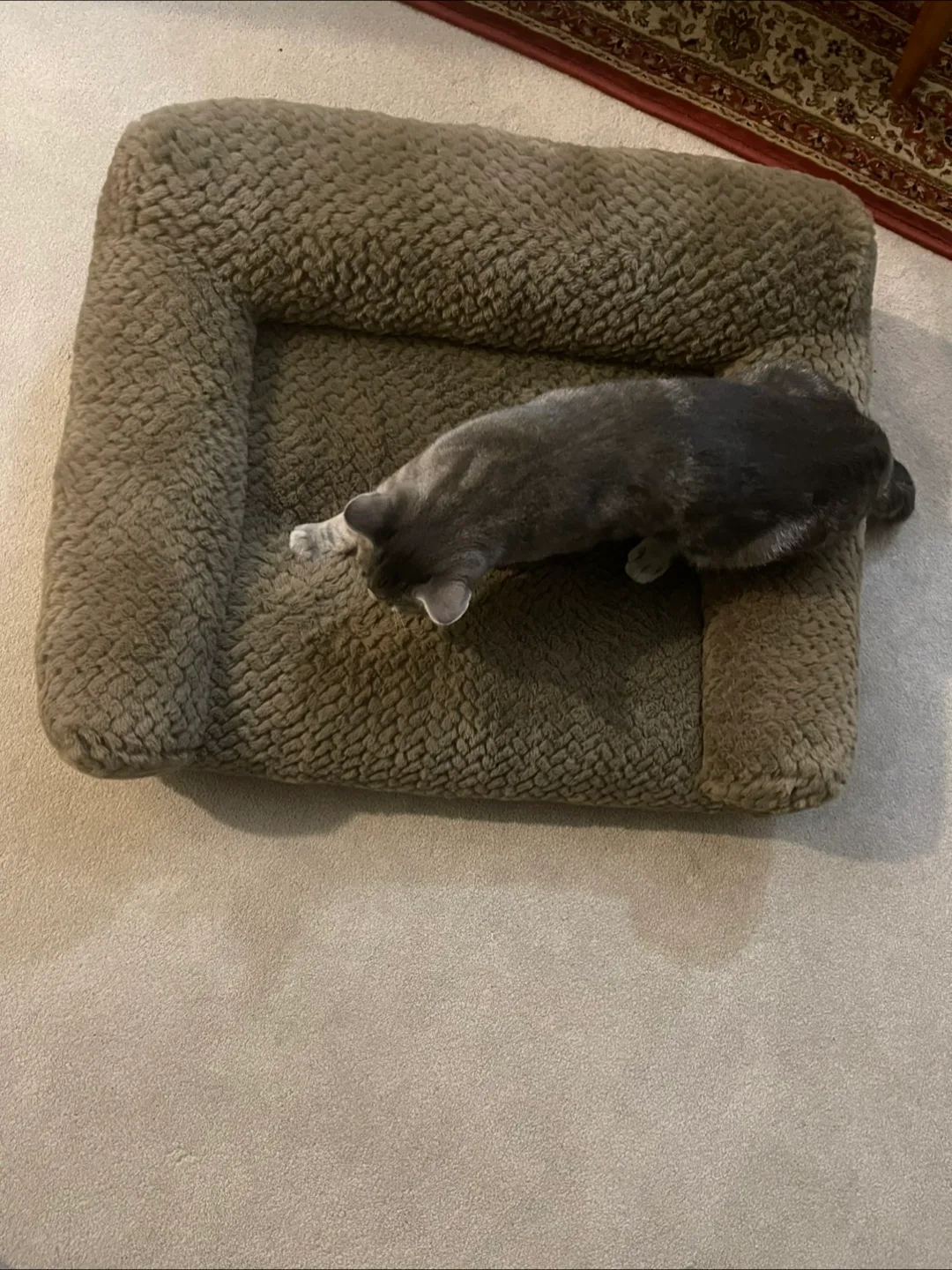 🇨🇦 Kirkland Signature Pet Bed image indicator(6)