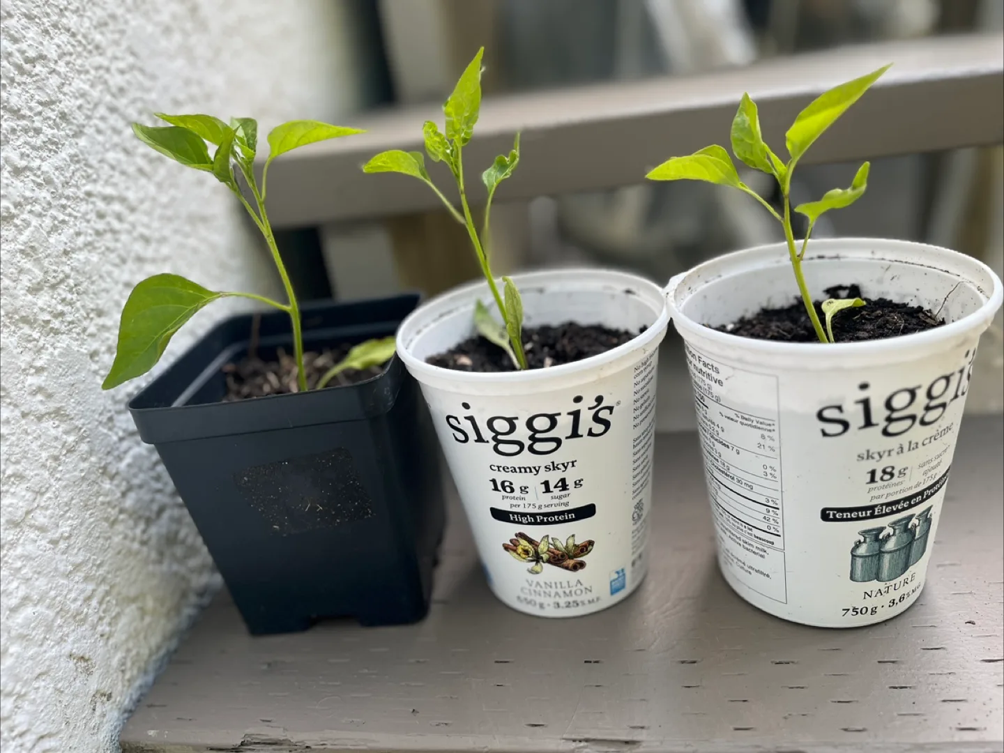 Organic Pepper plants thumbnail