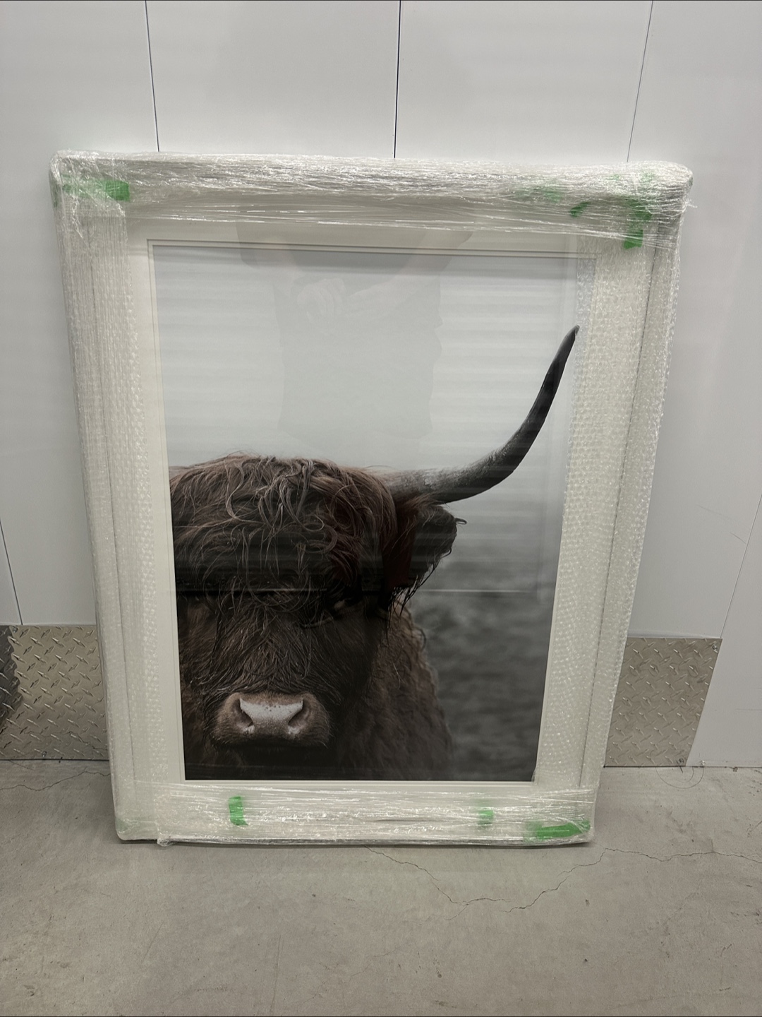 Framed Highland Cow Print