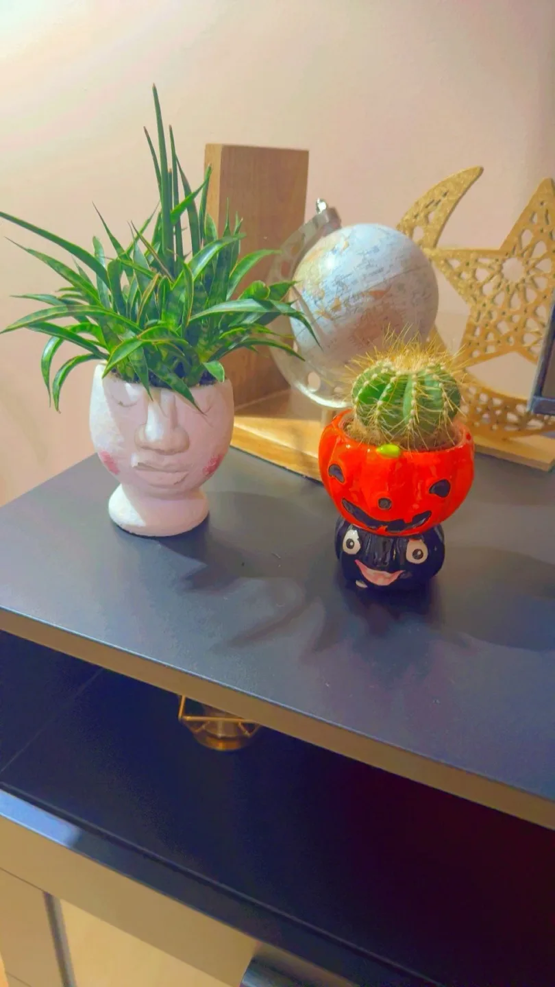 Snake plant and cactus”Cute Face & Pumkin pots