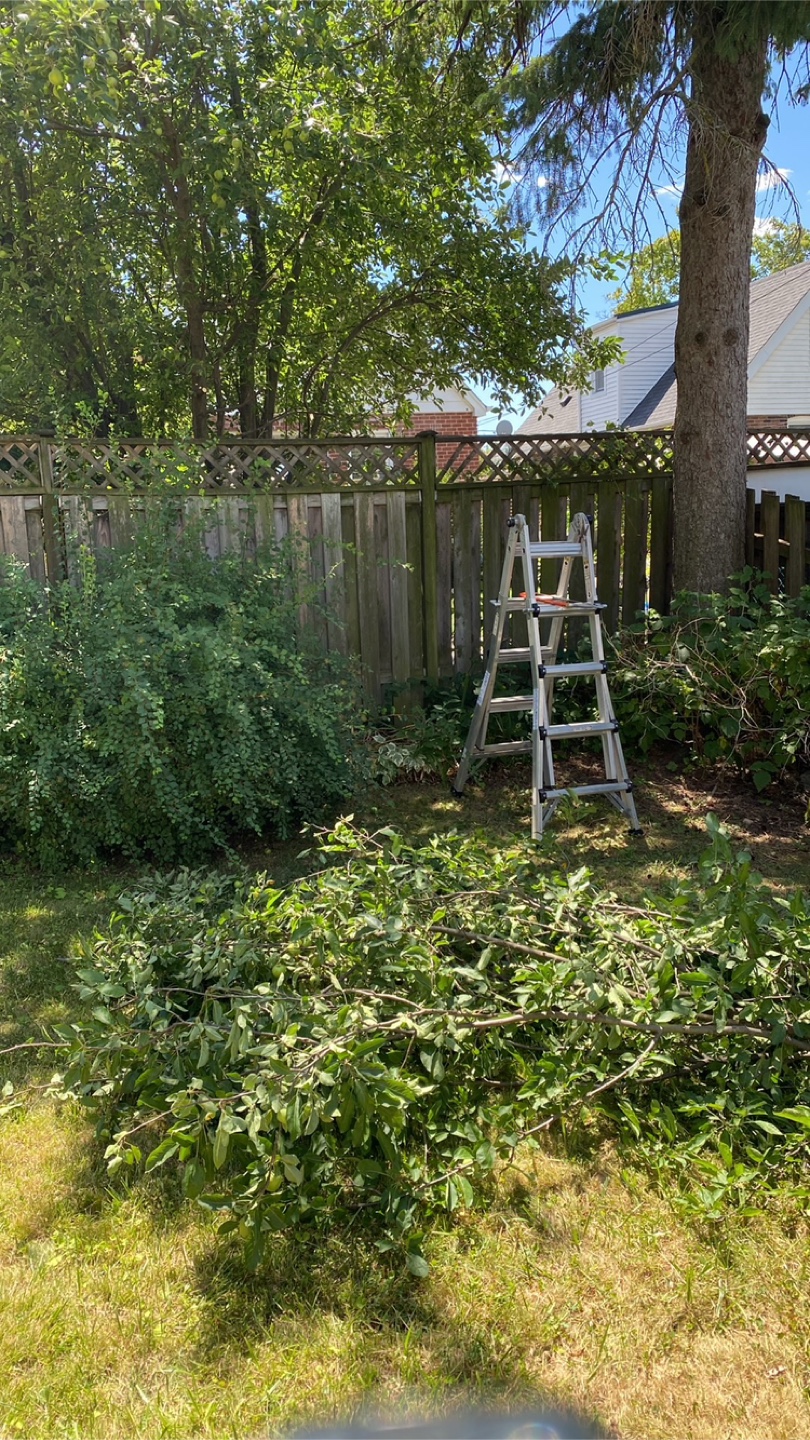 🍏Apple tree trimmings 🍎