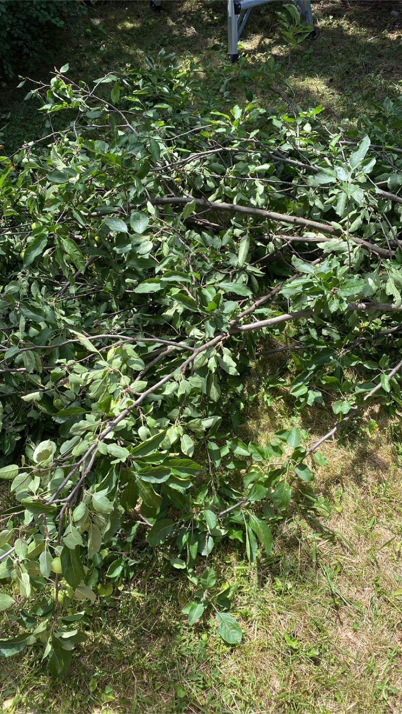 🍏Apple tree trimmings 🍎 - photo 2