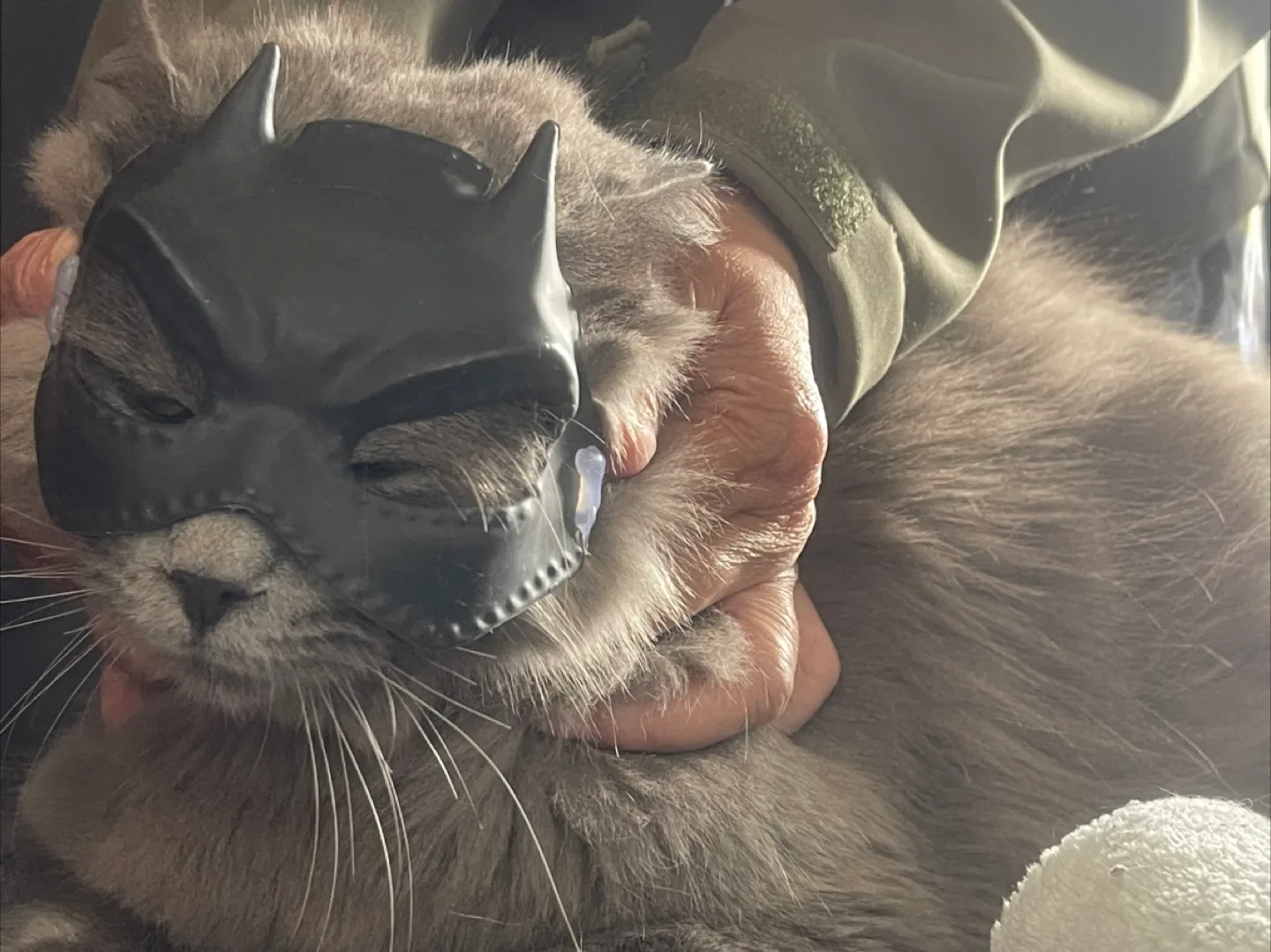 🇨🇦 batman Mask for cat thumbnail