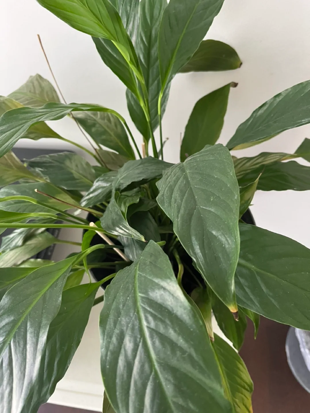 Peace Lily Plant thumbnail