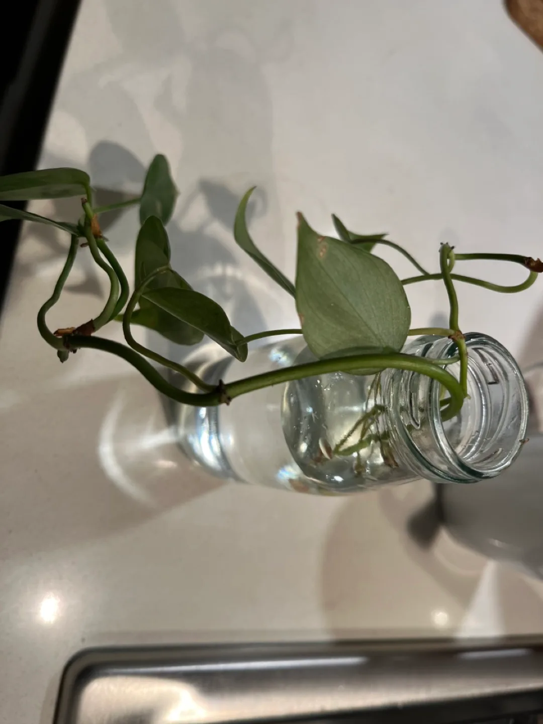 Philodendron plant cutting in glass bottle thumbnail