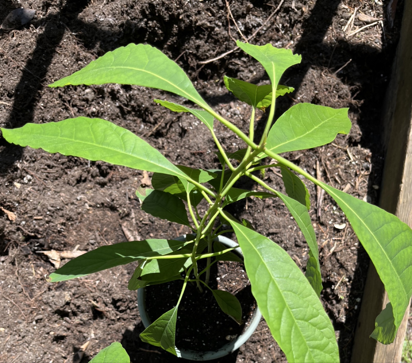 Avocado - seedling - photo 2
