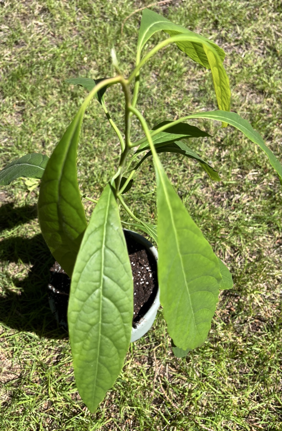 Avocado - seedling - photo 3