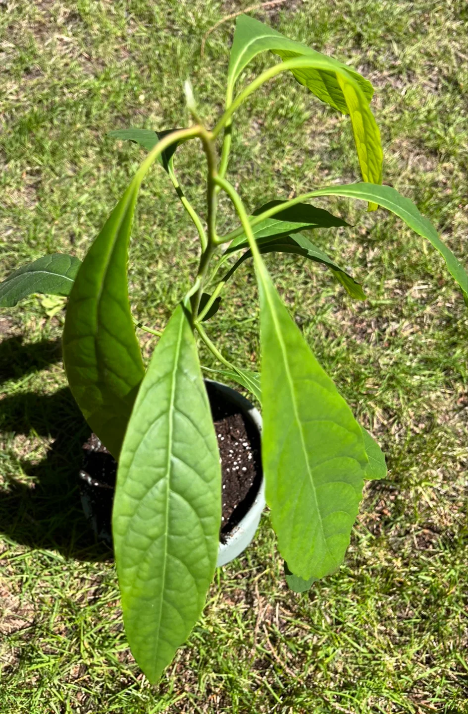 Avocado - seedling image indicator(3)