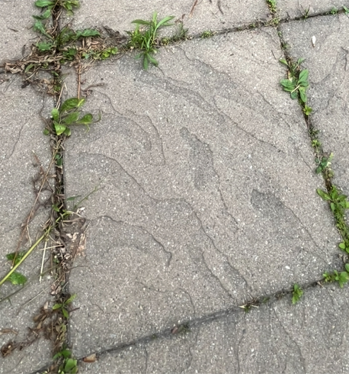 24x24x1.5 in concrete slab (105 pieces) available by July 28