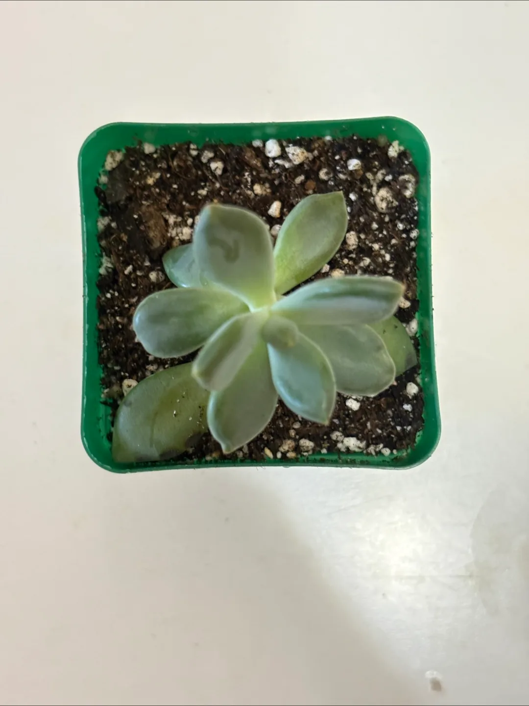 Pachyphytum Hookeri Succulent Houseplant in 2.5in Plastic Pot image indicator(2)