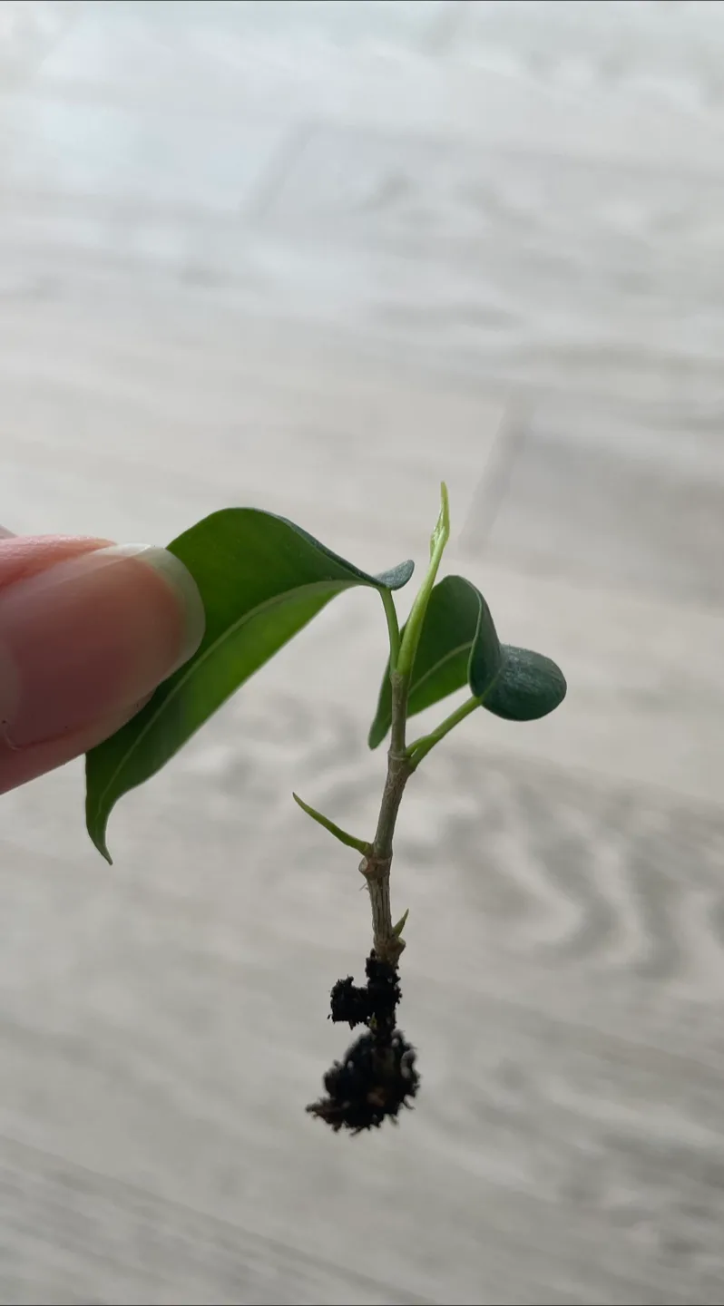 🌱 Plant trade! 🌱 image indicator(2)