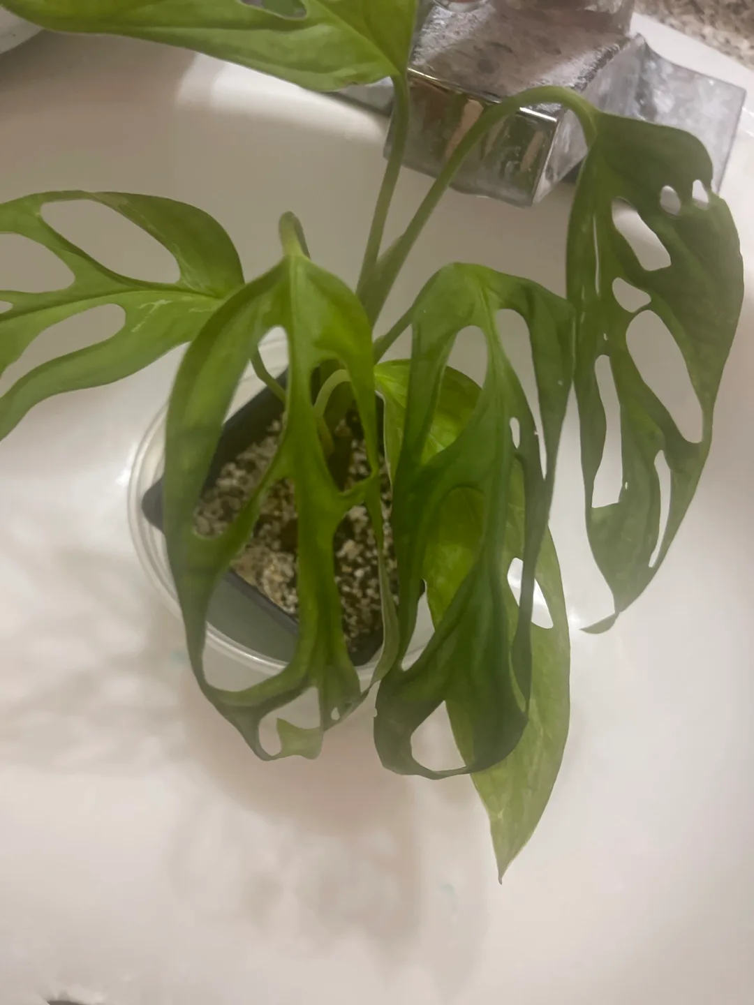 Monstera Adansonii Plant  Indo Mint -low var 🇨🇦 thumbnail