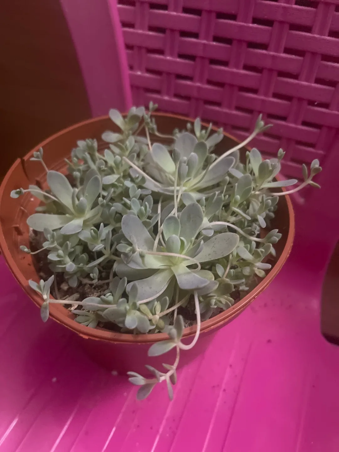 Potted succulent - chinese dunce cap 🇨🇦 thumbnail