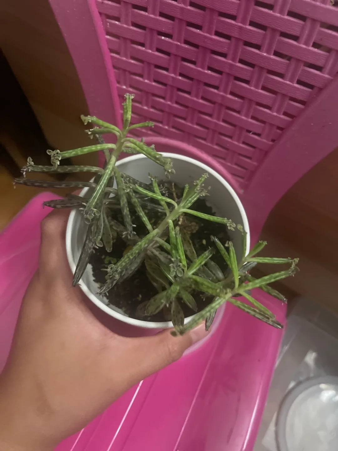 Succulent thumbnail