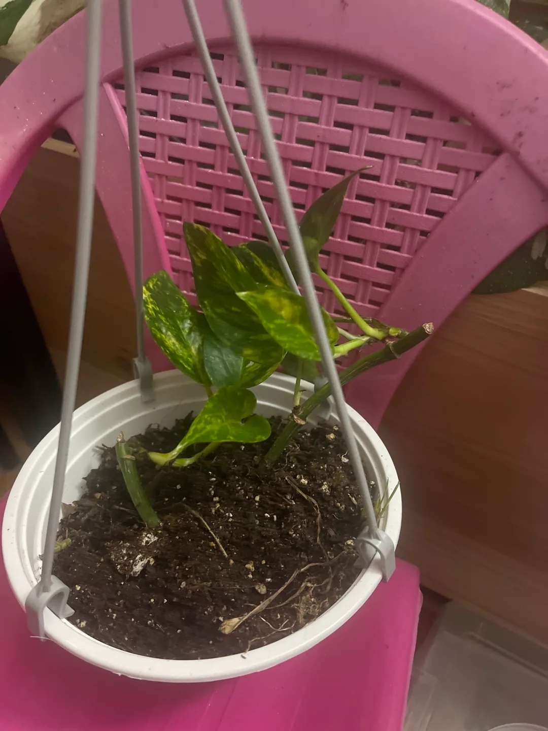 Potted Golden Pothos Hanging Plant thumbnail
