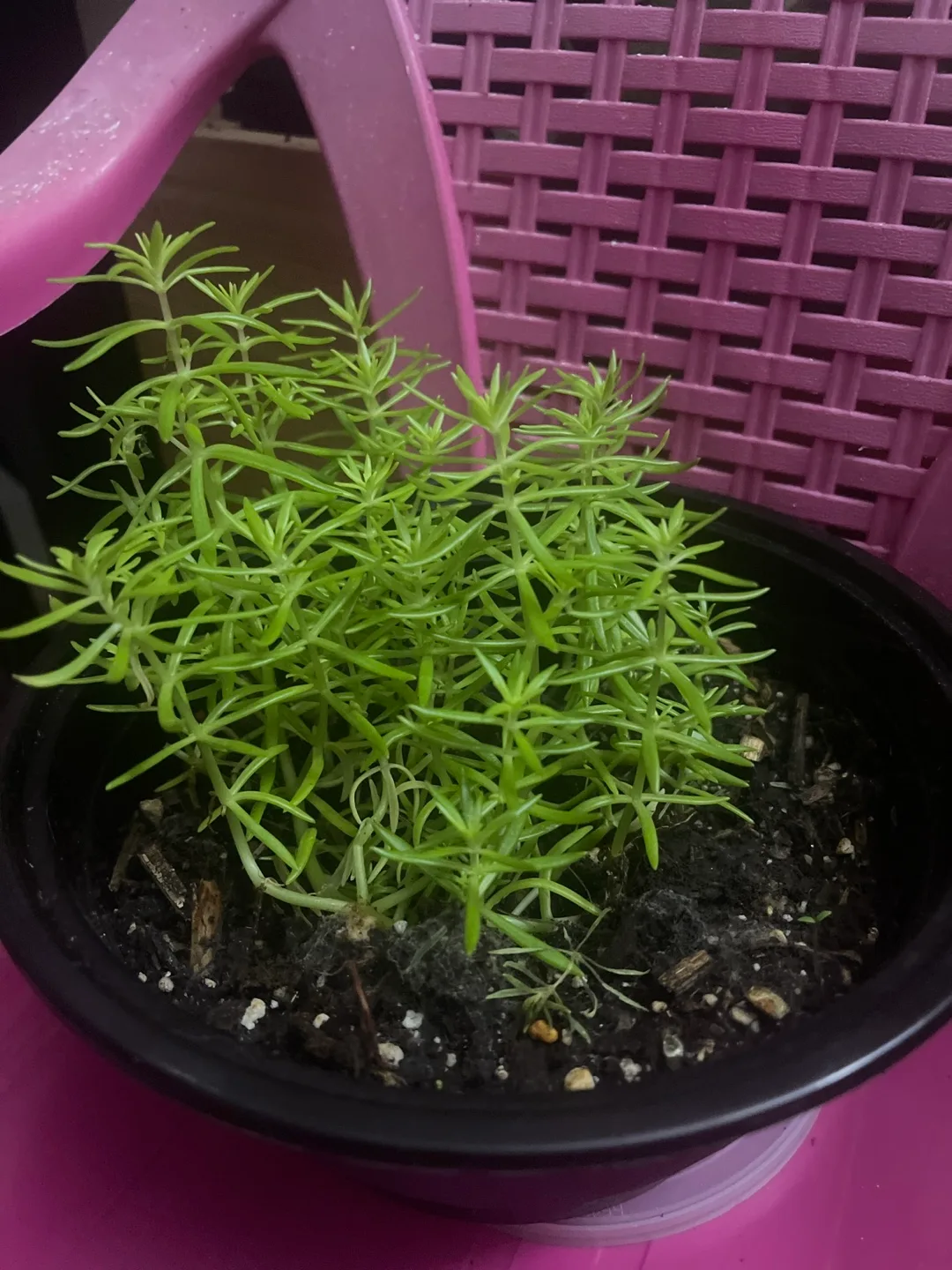 Potted Green Plant- Sedum 🇨🇦 image indicator(3)