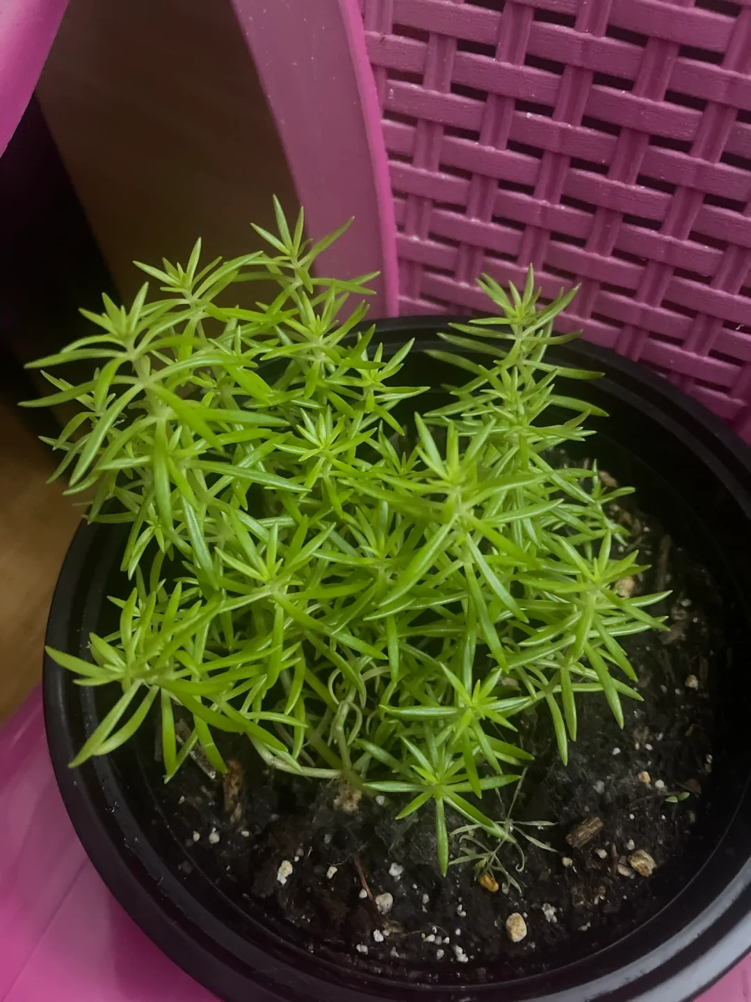 Potted Green Plant- Sedum 🇨🇦 image indicator(2)