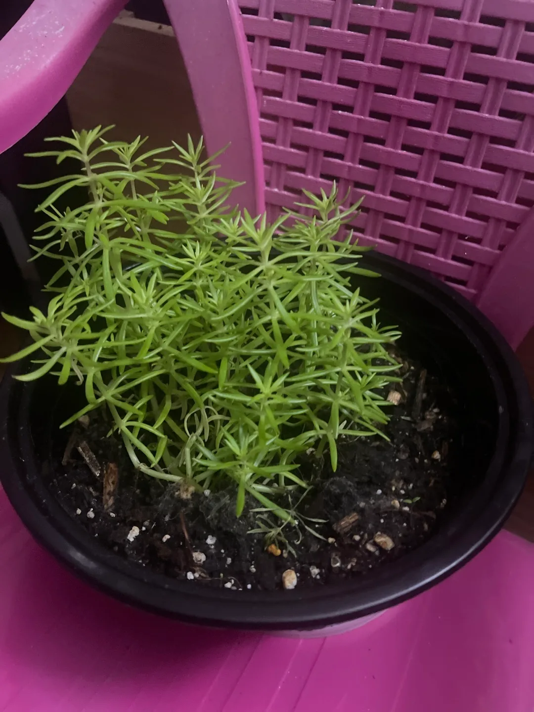 Potted Green Plant- Sedum 🇨🇦 image indicator(4)