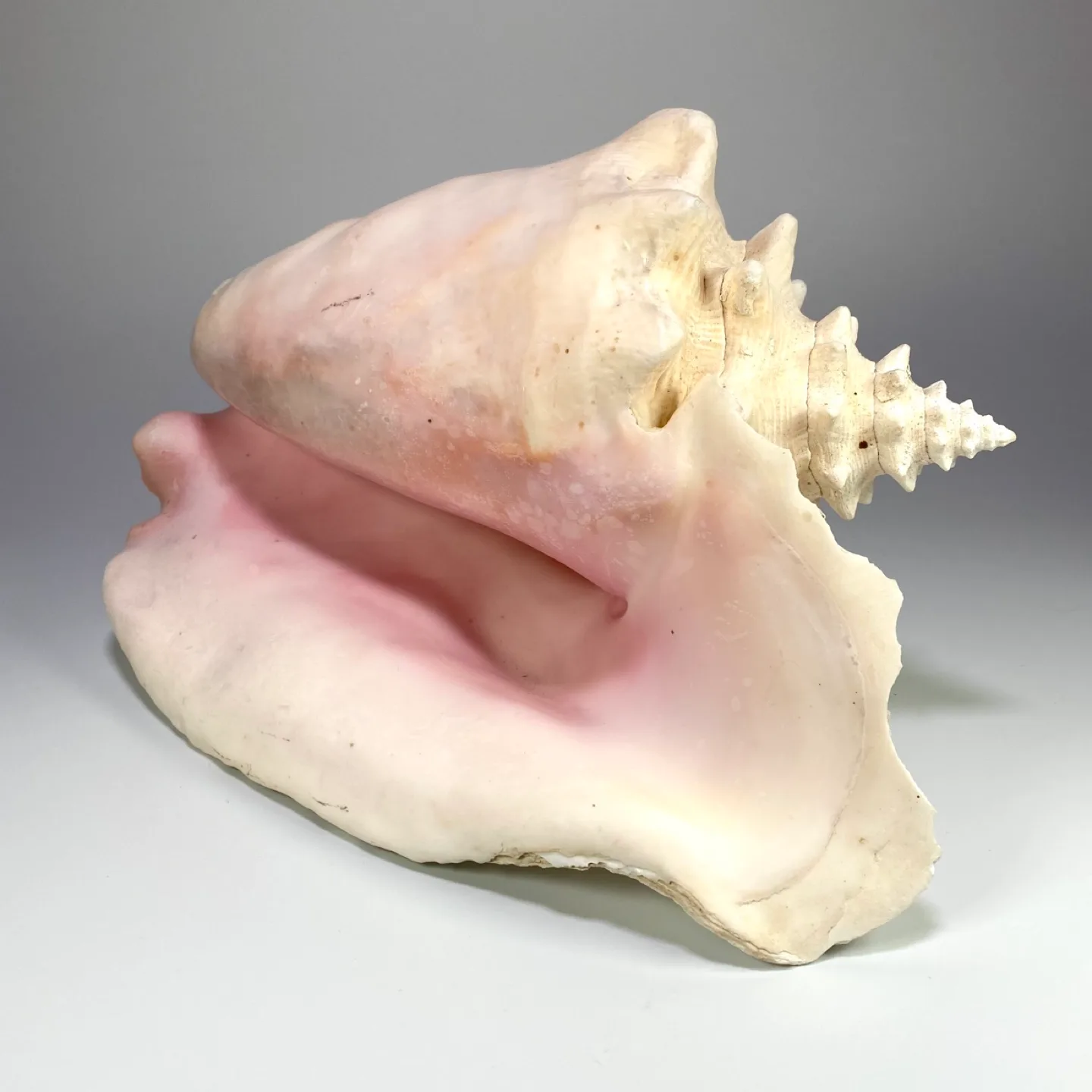 Large Pink Conch Shell thumbnail