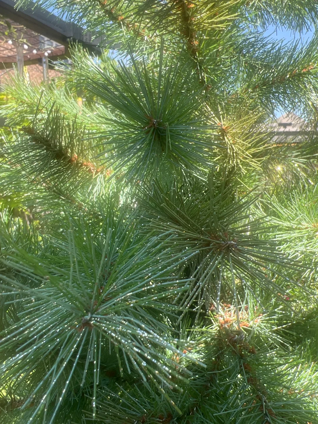 Artificial  Christmas Tree thumbnail