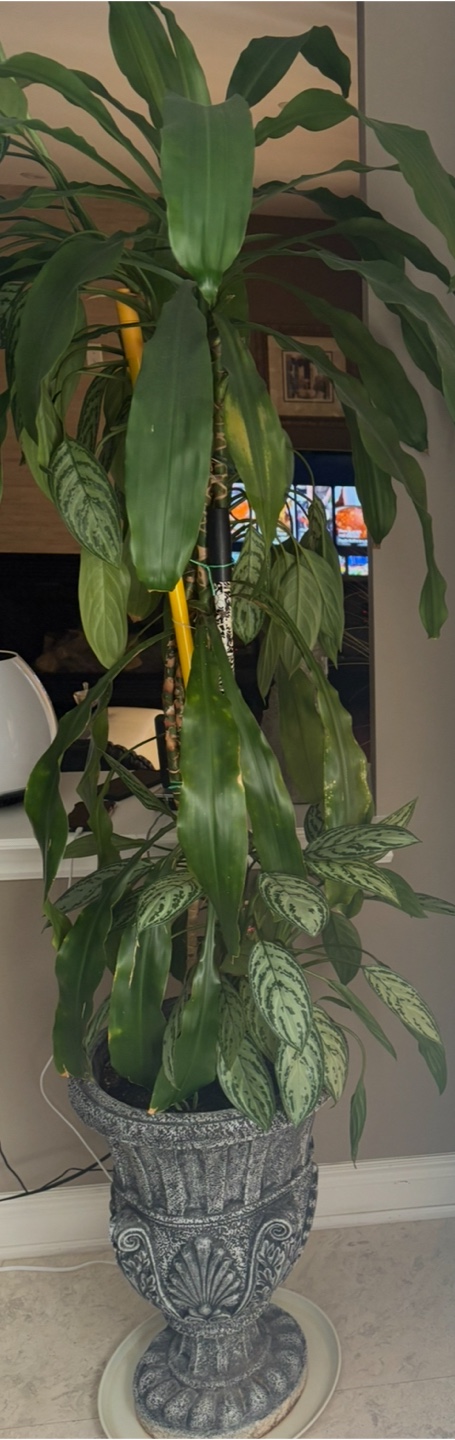 Potted Chinese Evergreen Plant - photo 4